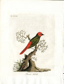 Latham Synopsis Birds 1781 Parrot Finch - Panteek Antique Prints