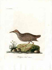 Latham Synopsis Birds 1781 Philippine Rail - Panteek Antique Prints