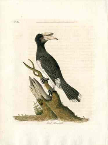 Latham Synopsis Birds 1781 Pied Hornbill