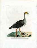 Latham Synopsis Birds 1781 Purple Gallinule - Panteek Antique Prints