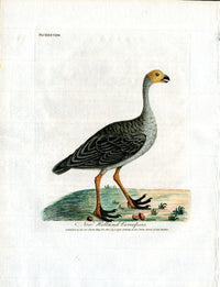 Latham Synopsis Birds 1781 Purple Gallinule - Panteek Antique Prints