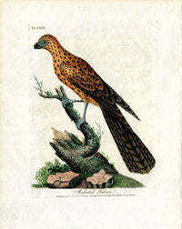 Latham Synopsis Birds 1781 Radiated Falcon - Panteek Antique Prints