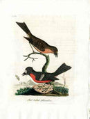 Latham Synopsis Birds 1781 Red Bellied Flycatcher - Panteek Antique Prints