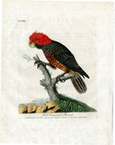 Latham Synopsis Birds 1781 Red Crowned Parrot - Panteek Antique Prints