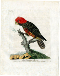 Latham Synopsis Birds 1781 Red Crowned Parrot - Panteek Antique Prints