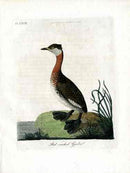 Latham Synopsis Birds 1781 Red Necked Grebe - Panteek Antique Prints