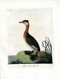 Latham Synopsis Birds 1781 Red Necked Grebe - Panteek Antique Prints