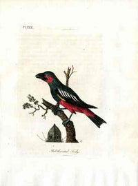 Latham Synopsis Birds 1781 Red Throated Tody - Panteek Antique Prints