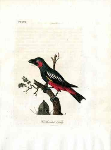 Latham Synopsis Birds 1781 Red Throated Tody