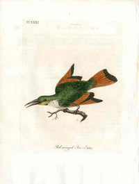 Latham Synopsis Birds 1781 Red winged Bee-Eater - Panteek Antique Prints