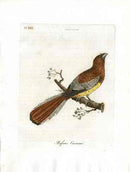 Latham Synopsis Birds 1781 Rufous Curucui - Panteek Antique Prints