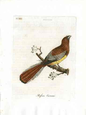 Latham Synopsis Birds 1781 Rufous Curucui