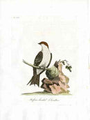 Latham Synopsis Birds 1781 Rufous-headed Swallow - Panteek Antique Prints