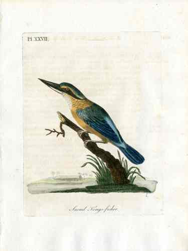 Latham Synopsis Birds 1781 Sacred Kingfisher