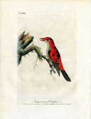 Latham Synopsis Birds 1781 Sanguineous Creeper - Panteek Antique Prints