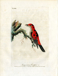 Latham Synopsis Birds 1781 Sanguineous Creeper - Panteek Antique Prints