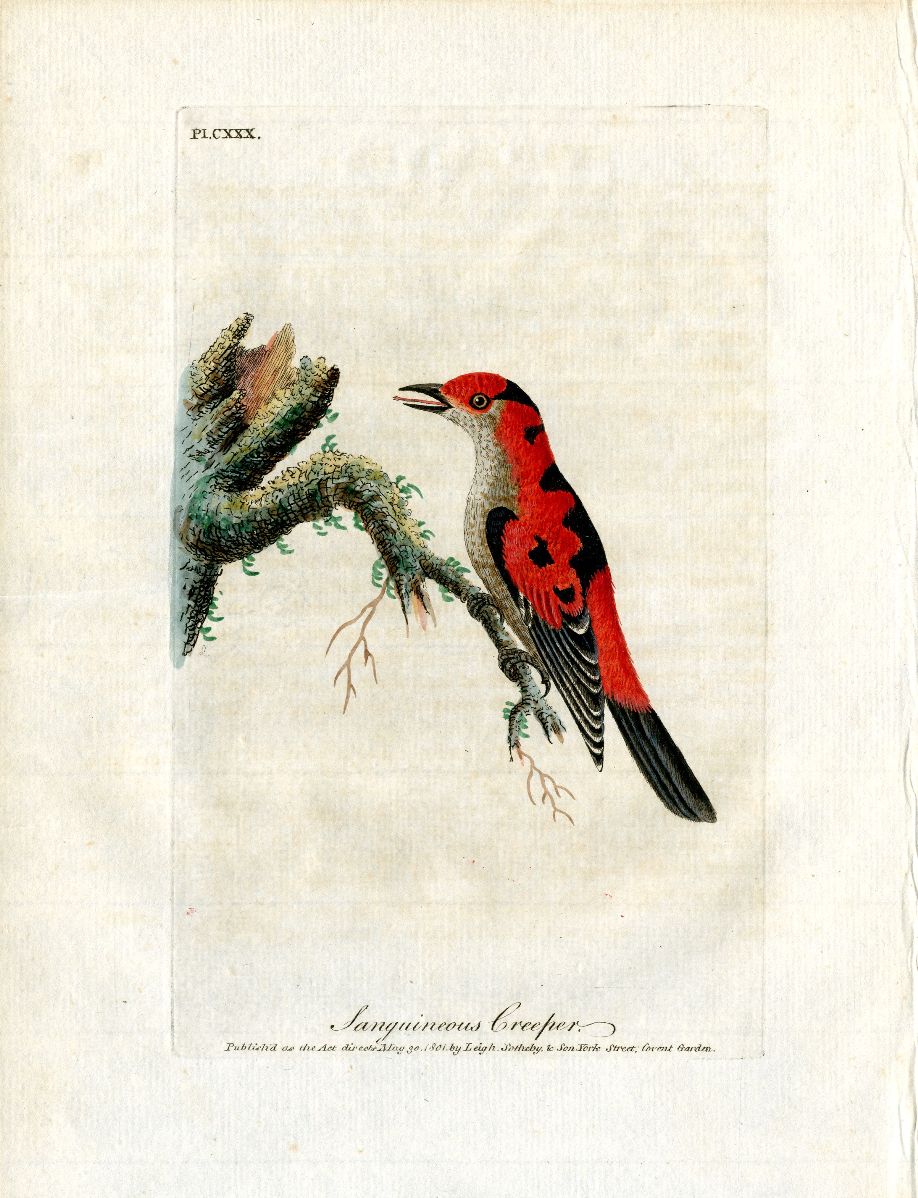 Latham Synopsis Birds 1781 Sanguineous Creeper