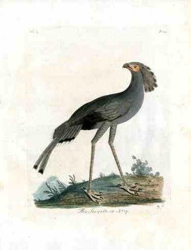 Latham Synopsis Birds 1781 Secretary