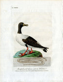 Latham Synopsis Birds 1781 Semi Palmated Goose - Panteek Antique Prints