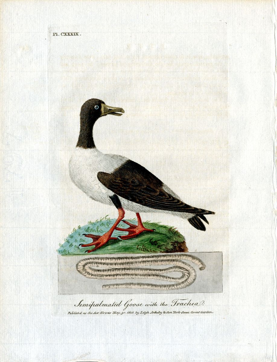 Latham Synopsis Birds 1781 Semi Palmated Goose
