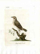 Latham Synopsis Birds 1781 Sharp-Tailed Oriole - Panteek Antique Prints