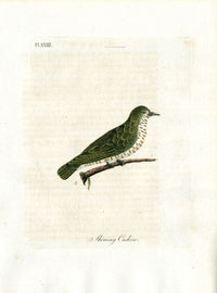 Latham Synopsis Birds 1781 Shining Cuckow - Panteek Antique Prints