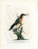 Latham Synopsis Birds 1781 Slender Billed Creeper - Panteek Antique Prints