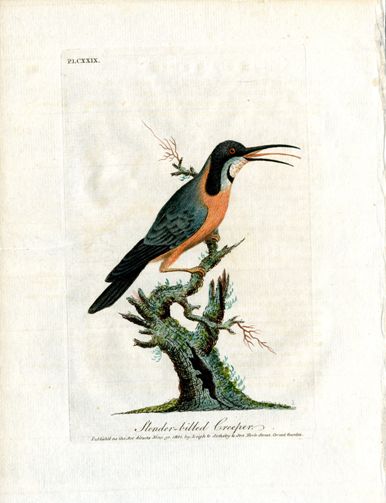 Latham Synopsis Birds 1781 Slender Billed Creeper