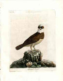 Latham Synopsis Birds 1781 Spectacle Owl - Panteek Antique Prints