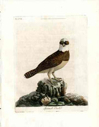 Latham Synopsis Birds 1781 Spectacle Owl - Panteek Antique Prints
