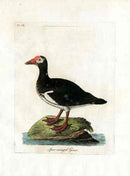Latham Synopsis Birds 1781 Spurr Winged Goose - Panteek Antique Prints