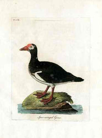 Latham Synopsis Birds 1781 Spurr Winged Goose - Panteek Antique Prints