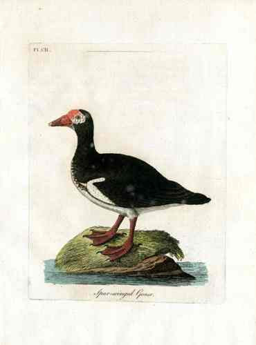 Latham Synopsis Birds 1781 Spurr Winged Goose