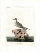 Latham Synopsis Birds 1781 Striated Tern - Panteek Antique Prints