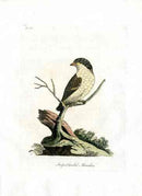 Latham Synopsis Birds 1781 Striped-headed Manakin - Panteek Antique Prints