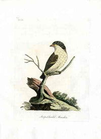 Latham Synopsis Birds 1781 Striped-headed Manakin - Panteek Antique Prints
