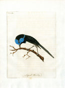 Latham Synopsis Birds 1781 Superb Warbler - Panteek Antique Prints