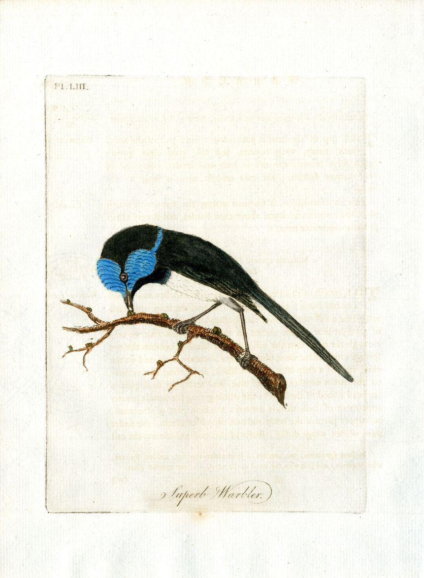 Latham Synopsis Birds 1781 Superb Warbler