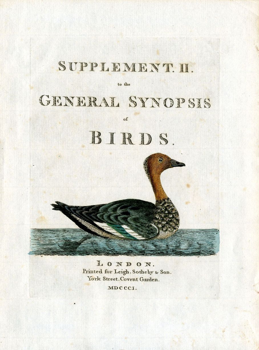 Latham Synopsis Birds 1781 Supplement 2 Duck
