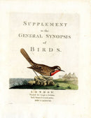 Latham Synopsis Birds 1781 Supplement Page Thrush - Panteek Antique Prints