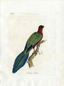 Latham Synopsis Birds 1781 Tabuan Parrot - Panteek Antique Prints