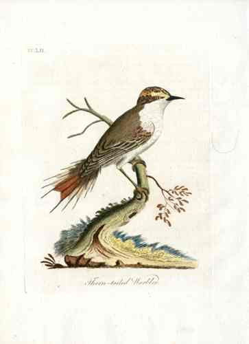 Latham Synopsis Birds 1781 Thorn Tailed Warbler