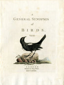 Latham Synopsis Birds 1781 Title Page Vol. 2 Oriole - Panteek Antique Prints