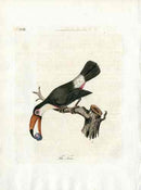 Latham Synopsis Birds 1781 Toco - Panteek Antique Prints