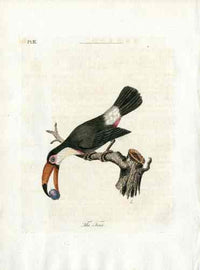 Latham Synopsis Birds 1781 Toco - Panteek Antique Prints