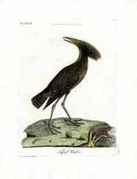 Latham Synopsis Birds 1781 Tufted Umber - Panteek Antique Prints