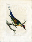 Latham Synopsis Birds 1781 Variegated Bee Eater - Panteek Antique Prints