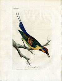 Latham Synopsis Birds 1781 Variegated Bee Eater - Panteek Antique Prints