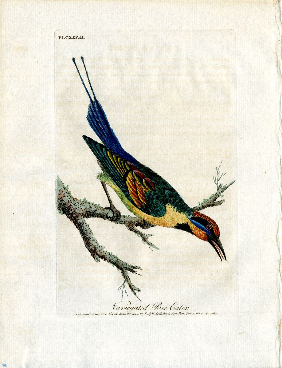 Latham Synopsis Birds 1781 Variegated Bee Eater