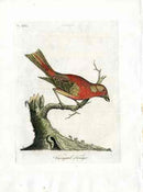 Latham Synopsis Birds 1781 Variegated Tanager - Panteek Antique Prints
